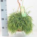 Rhipsalis Oasis 14 cm meetlat