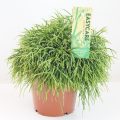 Rhipsalis Oasis 17 cm