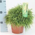 Rhipsalis Oasis 17 cm meetlat