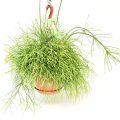 Rhipsalis Oasis