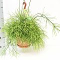 Rhipsalis Oasis