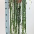 Rhipsalis Paradoxa Minor